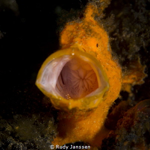Jawing frogfish by Rudy Janssen 
